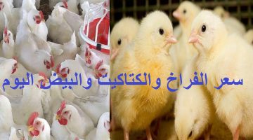 اسعار الفراخ اليوم 1 1