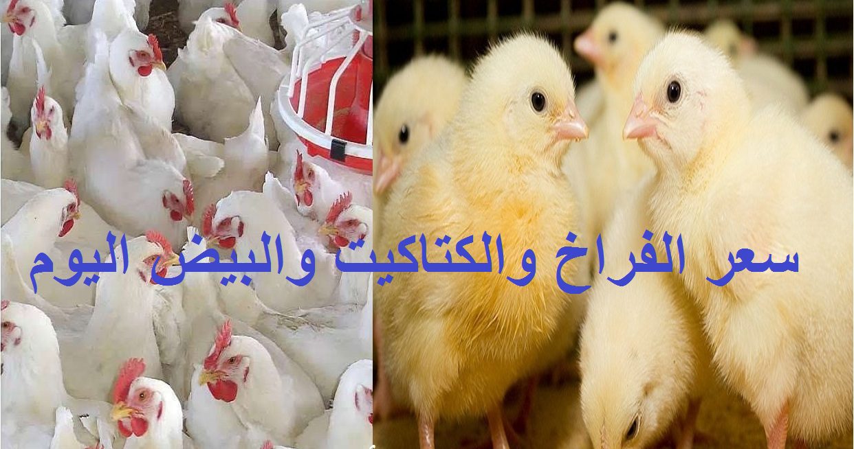 بورصة الدواجن اليوم| تراجع جديد في أسعار الفراخ والبيض والكتكوت اليوم