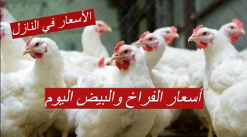 الأسعار في النازل