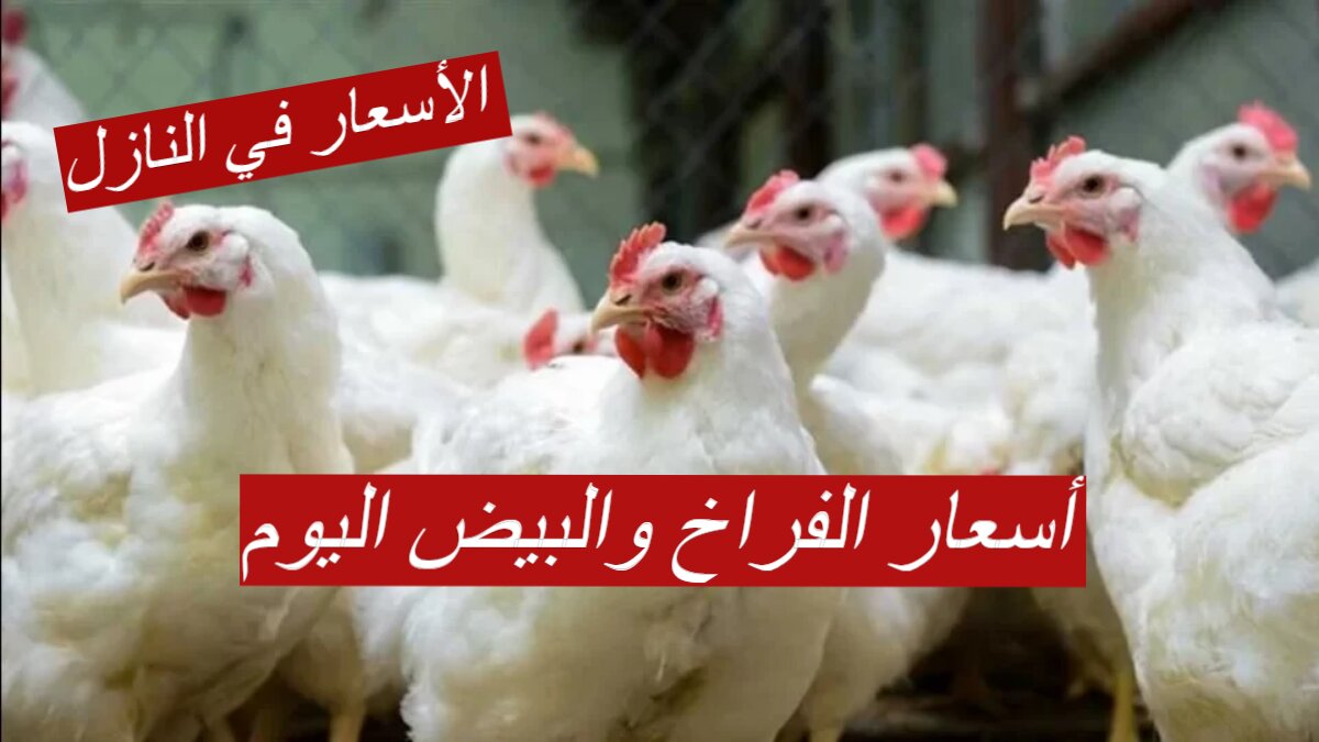 "الأسعار في النازل" أسعار الفراخ والبيض اليوم وسعر البانية الثلاثاء 27 فبراير 2024 4 “الأسعار في النازل” أسعار الفراخ والبيض اليوم وسعر البانية الثلاثاء 27 فبراير 2024
