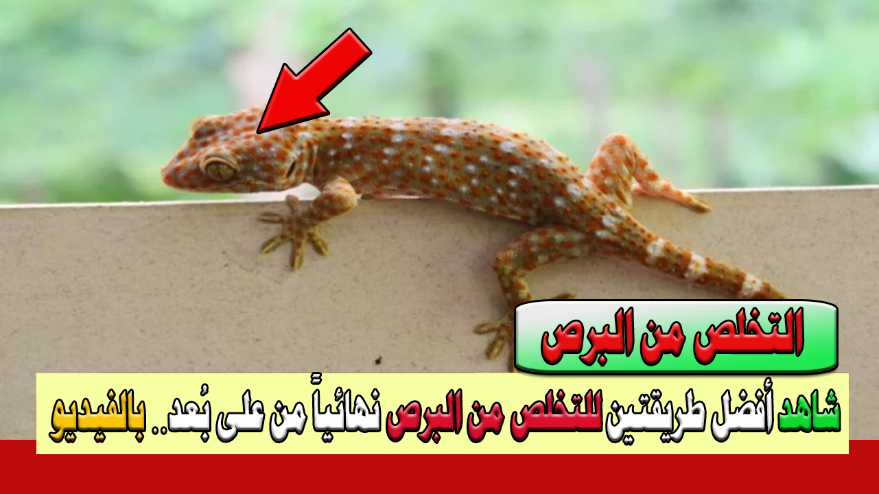 “البرص عاملك رعب” طريقة سحرية التخلص من البرص بأفضل طريقتين من على بُعد وكيفية التعامل معه