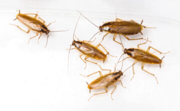 بملعقة واحدة فقط هتتخلصي من الصراصير نهائيا وبلا عودة من اول مرة وبدون مبيدات