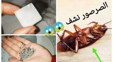 القضاء على الصراصير الصغيرة نهائيا jpg