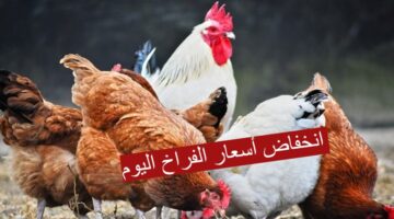 انخفاض أسعار الفراخ