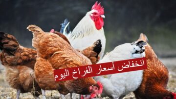 “إنخفاض أسعار الفراخ”.. تعرف على سعر الدواجن والبيض اليوم 25 فبراير