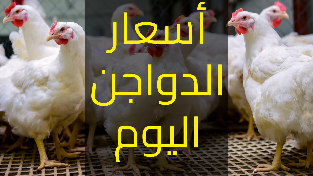 أسعار بورصة الدواجن اليوم الجمعة 23/2/2024 والبيض والكتاكيت في تعاملات الأسواق المصرية 2 أسعار بورصة الدواجن اليوم الجمعة 23/2/2024 والبيض والكتاكيت في تعاملات الأسواق المصرية