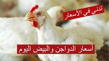 تدني في الأسعار… تعرف على أسعار الدواجن والبيض اليوم الأحد 4 فبراير