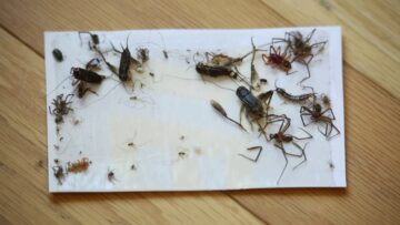 تخلص منها فورًا.. 6 حشرات يجب التخلص منها فور ظهورها في المنزل ولو فضلت هتبقا مصيبة