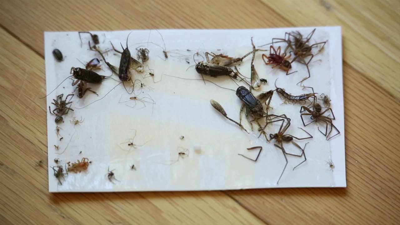 تخلص منها فورًا.. 6 حشرات يجب التخلص منها فور ظهورها في المنزل ولو فضلت هتبقا مصيبة 5 تخلص منها فورًا.. 6 حشرات يجب التخلص منها فور ظهورها في المنزل ولو فضلت هتبقا مصيبة