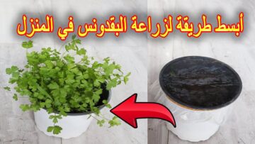 كنز هيكسبك ذهب.. زرع البقدونس فى المنزل بطريقة رائعة قبل شهر رمضان باسرار المزارعين مش هتشتريها من برة تانى