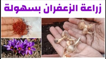 زراعة الزعفران