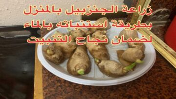 ” ملك بهارات الطهي” طريقة زراعة الزنجبيل في المنزل بالماء