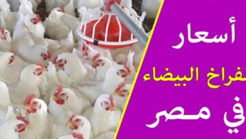 الحقي خزني لشهر رمضان..انخفاض سعر الدواجن اليوم في المحلات والأسواق المصرية