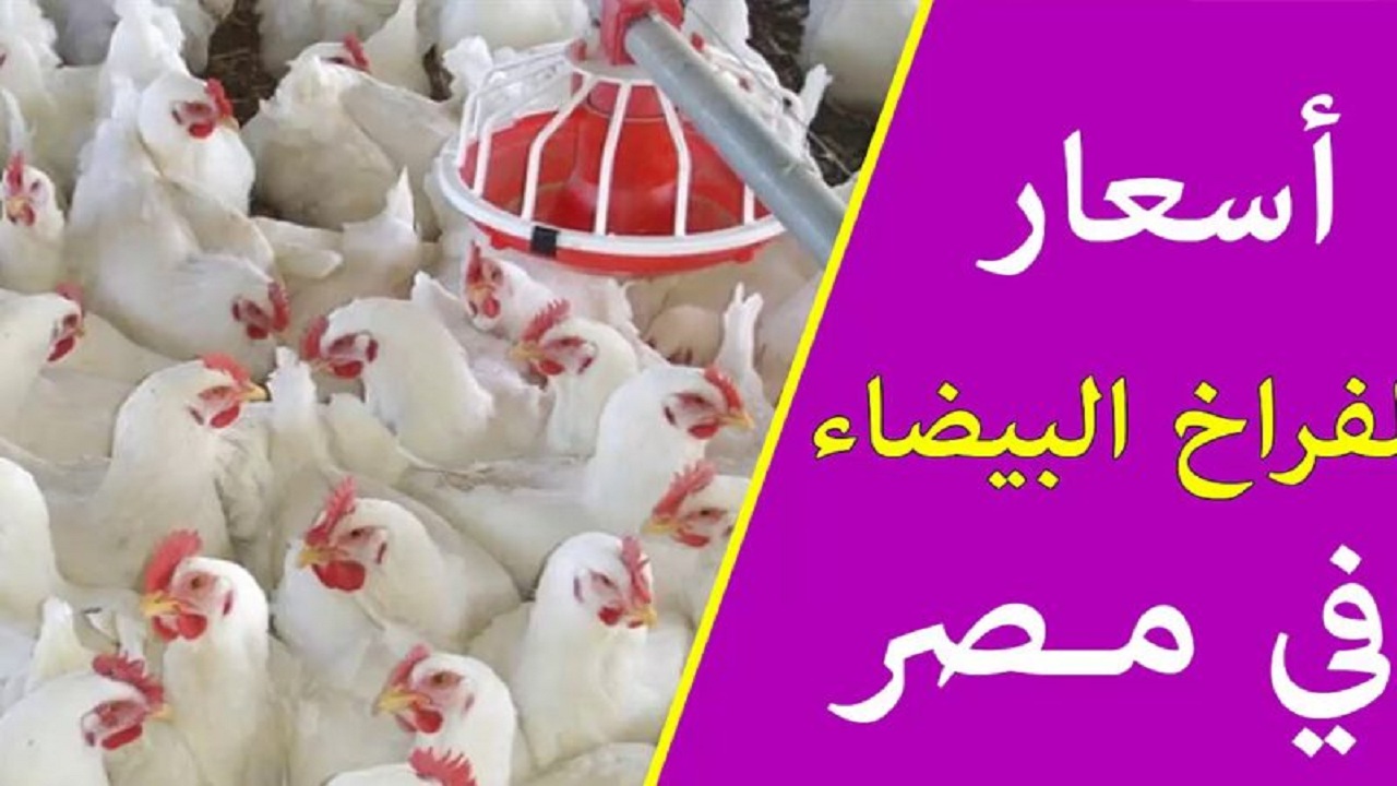 الحقي خزني لشهر رمضان..انخفاض سعر الدواجن اليوم في المحلات والأسواق المصرية 5 الحقي خزني لشهر رمضان..انخفاض سعر الدواجن اليوم في المحلات والأسواق المصرية