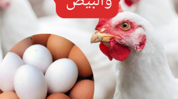 سعر الدواجن اليوم 20240223 113204 0000