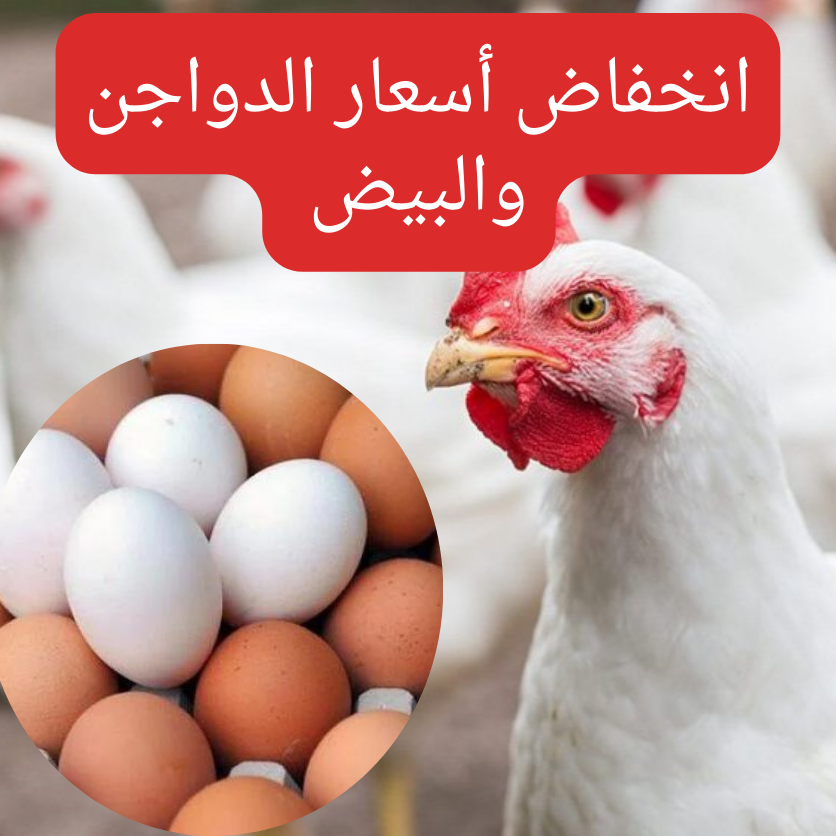 “اشتري وخزن”…انخفاض أسعار الدواجن والبيض اليوم الجمعة بالبورصة والأسواق قبل شهر رمضان