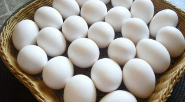 سعر كرتونة البيض في مصر 1