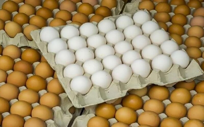 البيضة بكام النهاردة .. سعر كرتونة البيض في مصر اليوم الأربعاء 7/2/2024 في الأسواق التجارية للمستهلكين
