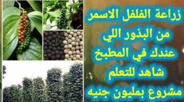 طريقة زراعة الفلفل الأسود في المنزل
