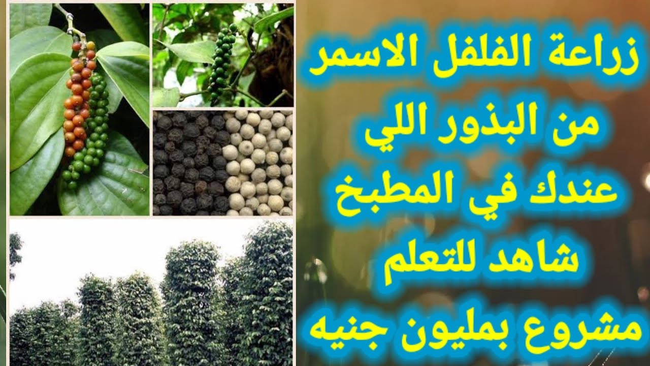 ملك التوابل.. طريقة زراعة الفلفل الأسود في المنزل من البذرة حتى الحصاد 5 ملك التوابل.. طريقة زراعة الفلفل الأسود في المنزل من البذرة حتى الحصاد