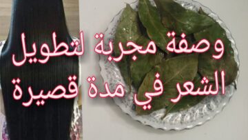 مغلي ورق الغار الرهيب للشعر كثيف وطويل