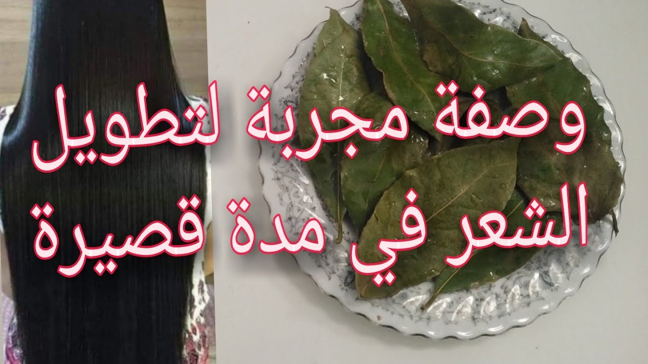 مغلي ورق الغار الرهيب للشعر كثيف وطويل