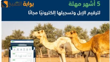 طلب ترقيم الإبل: مع 3 شروط فقط ومعرفة قنوات التواصل