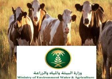 خطوات الاستعلام عن دعم المواشي في السعودية 1445 وشروط الاستحقاق
