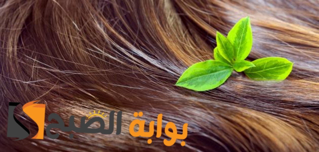 وصفات لتقوية الشعر الضعيف "طريقة سحرية" للحصول على طول وكثافة لحد الركب 5 وصفات لتقوية الشعر الضعيف “طريقة سحرية” للحصول على طول وكثافة لحد الركب