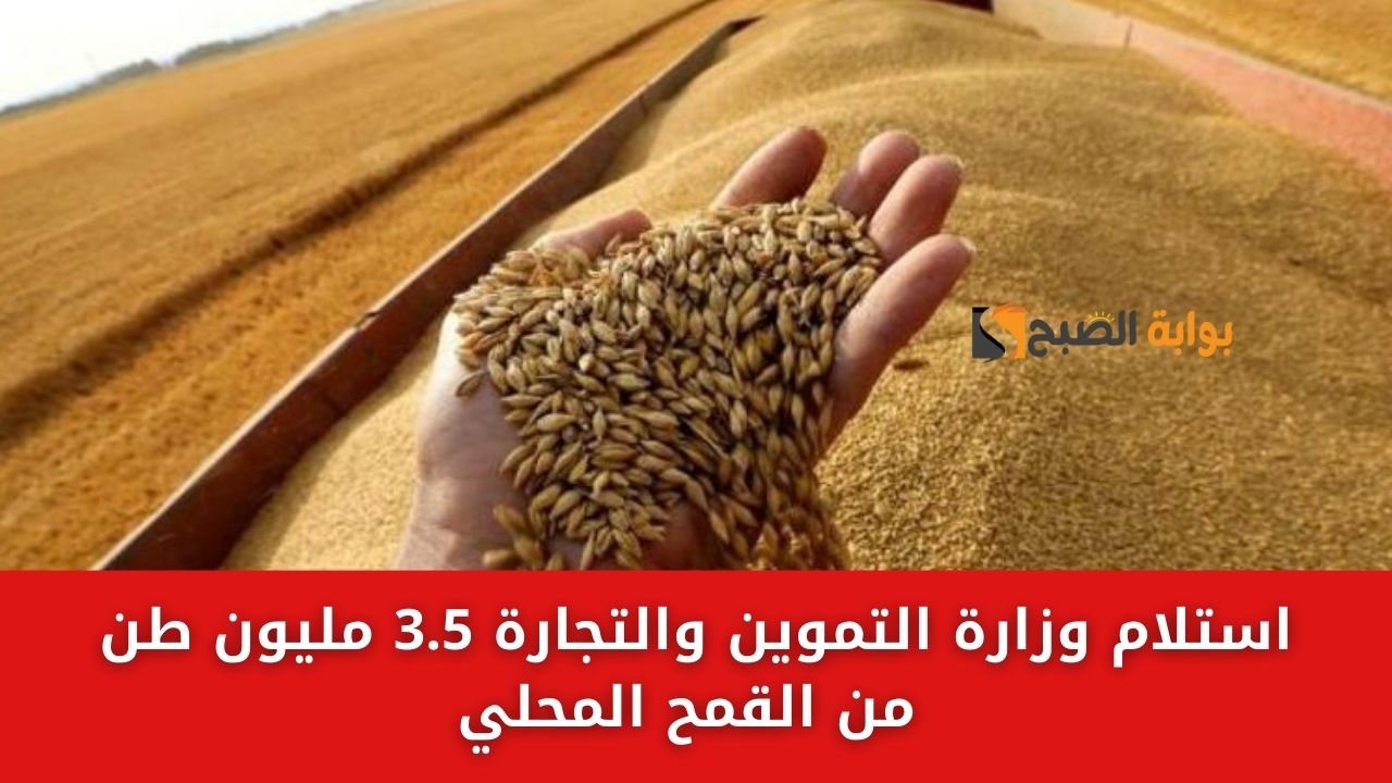 وزارة التموين والتجارة تُطمئن الجميع بتوافر القمح لاستلامها 3.5 مليون طن من القمح المحلي