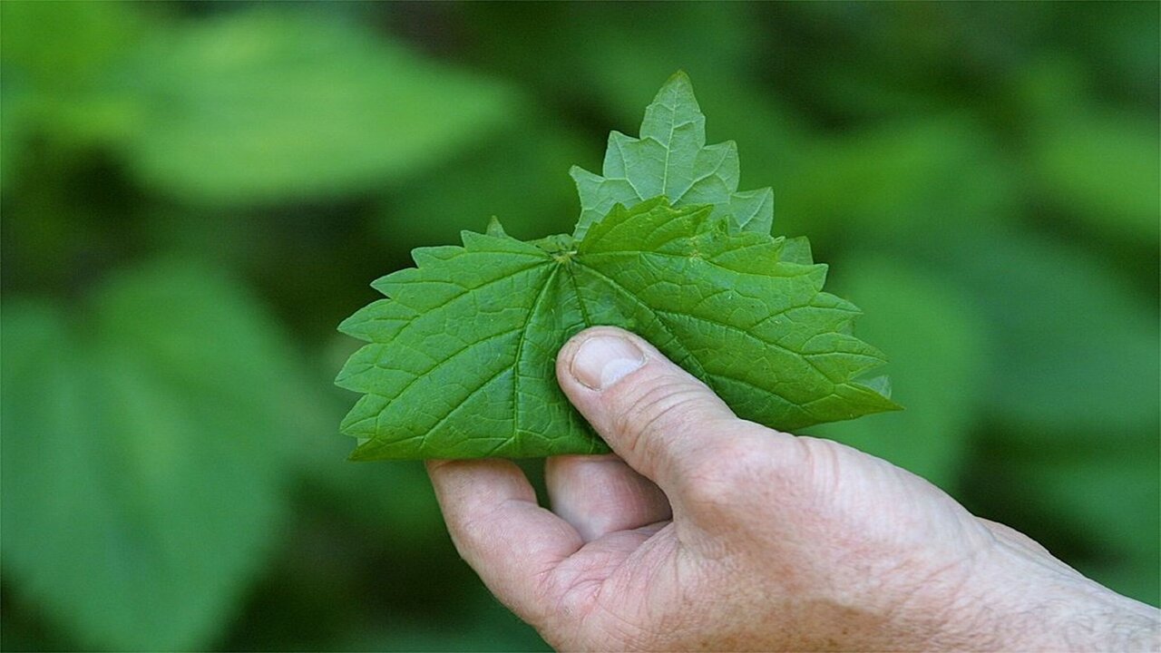 مفيش خوف منها تاني.. حول هذه العشبة المخيفة إلى علاج سحري لحل مشاكلك المستعصية 5 مفيش خوف منها تاني.. حول هذه العشبة المخيفة إلى علاج سحري لحل مشاكلك المستعصية