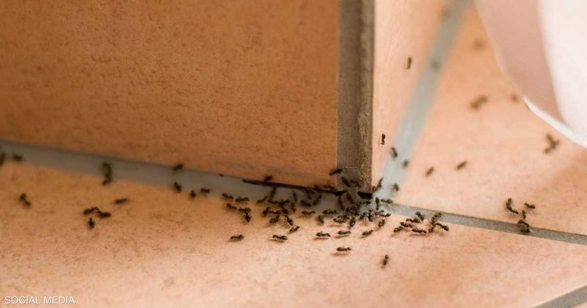 مش هيرجع تاني.. طريقة للتخلص من النمل في المطبخ بمكونات موجودة في المنزل 5 مش هيرجع تاني.. طريقة للتخلص من النمل في المطبخ بمكونات موجودة في المنزل