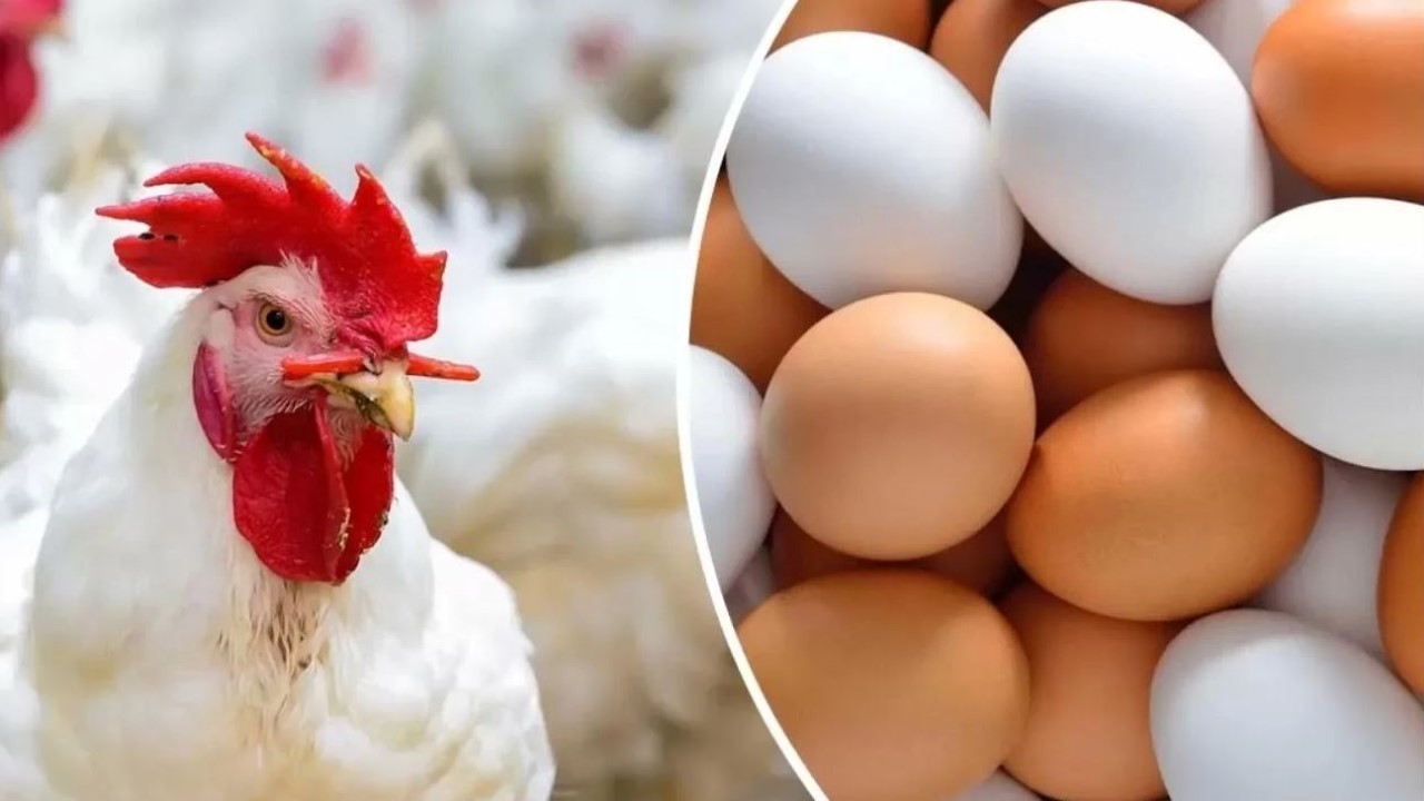 “بورصة الدواجن”.. أسعار الفراخ وكرتونة البيض في الأسواق اليوم الجمعة 10 مايو 2024