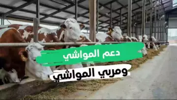خطوات التسجيل في دعم المواشي النفاذ الوطني 1445 وشروط الحصول على الدعم
