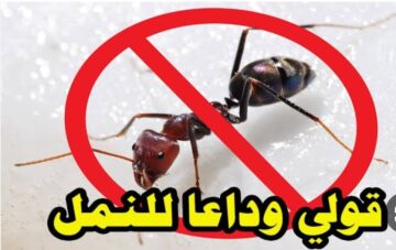 مش هتشوفي النمل تاني.. طرد الحشرات بدون مبيدات كيميائية أقوي الطرق الفعالة والامنة للمنزل