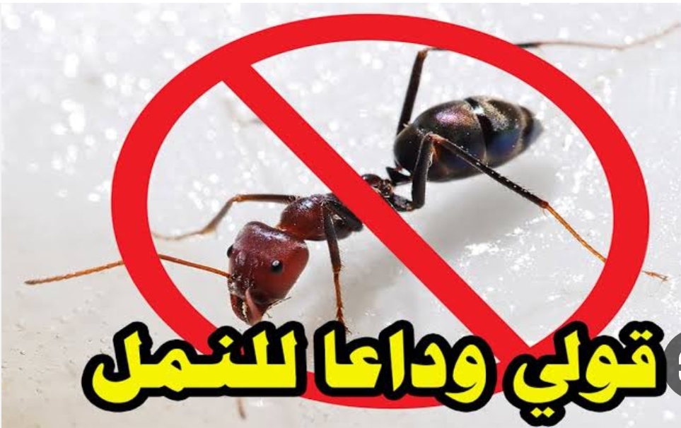 مش هتشوفي النمل تاني.. طرد الحشرات بدون مبيدات كيميائية أقوي الطرق الفعالة والامنة للمنزل 5 مش هتشوفي النمل تاني.. طرد الحشرات بدون مبيدات كيميائية أقوي الطرق الفعالة والامنة للمنزل