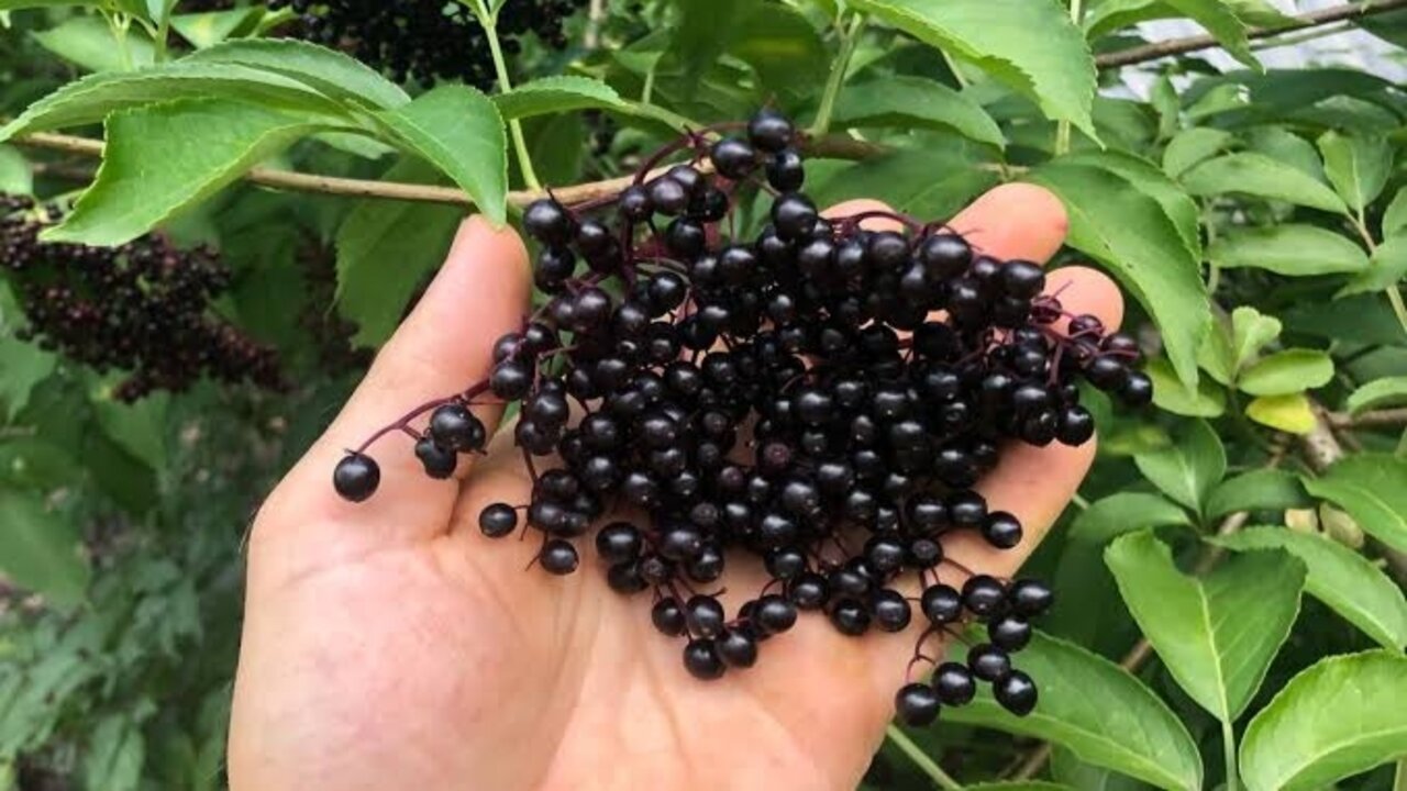 عشبة هتخليك حاجة آخر عظمة.. هتوصل لنتيجة خيالية من خلال هذا النبات اللي اذهل الكل 5 عشبة هتخليك حاجة آخر عظمة.. هتوصل لنتيجة خيالية من خلال هذا النبات اللي اذهل الكل
