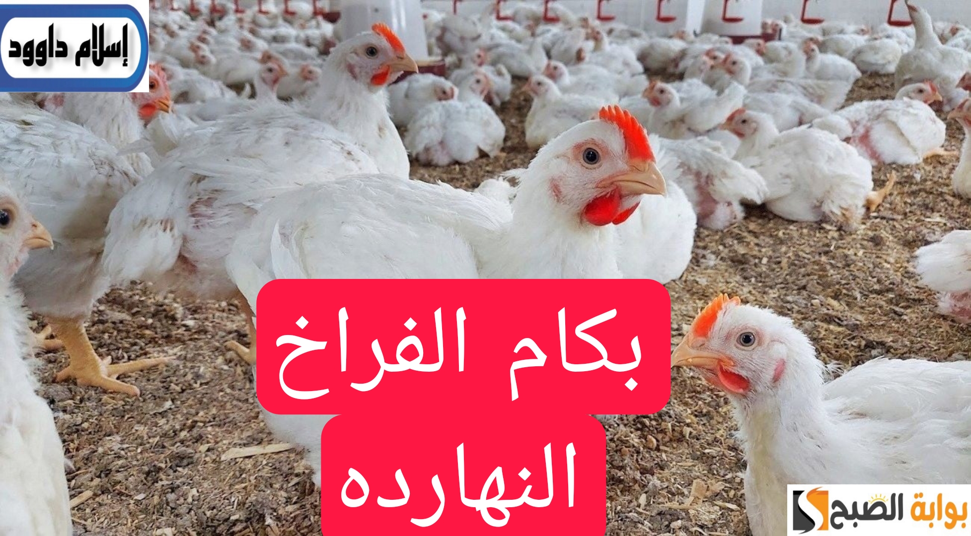 بكام الفراخ.. تعرف على اسعار الفراخ اليوم الجمعه 3 مايو 2024 5 بكام الفراخ.. تعرف على اسعار الفراخ اليوم الجمعه 3 مايو 2024