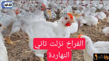 الفراخ نزلت تاني النهاردة.. تعرف على اسعار الفراخ اليوم الأربعاء 15 مايو 2024