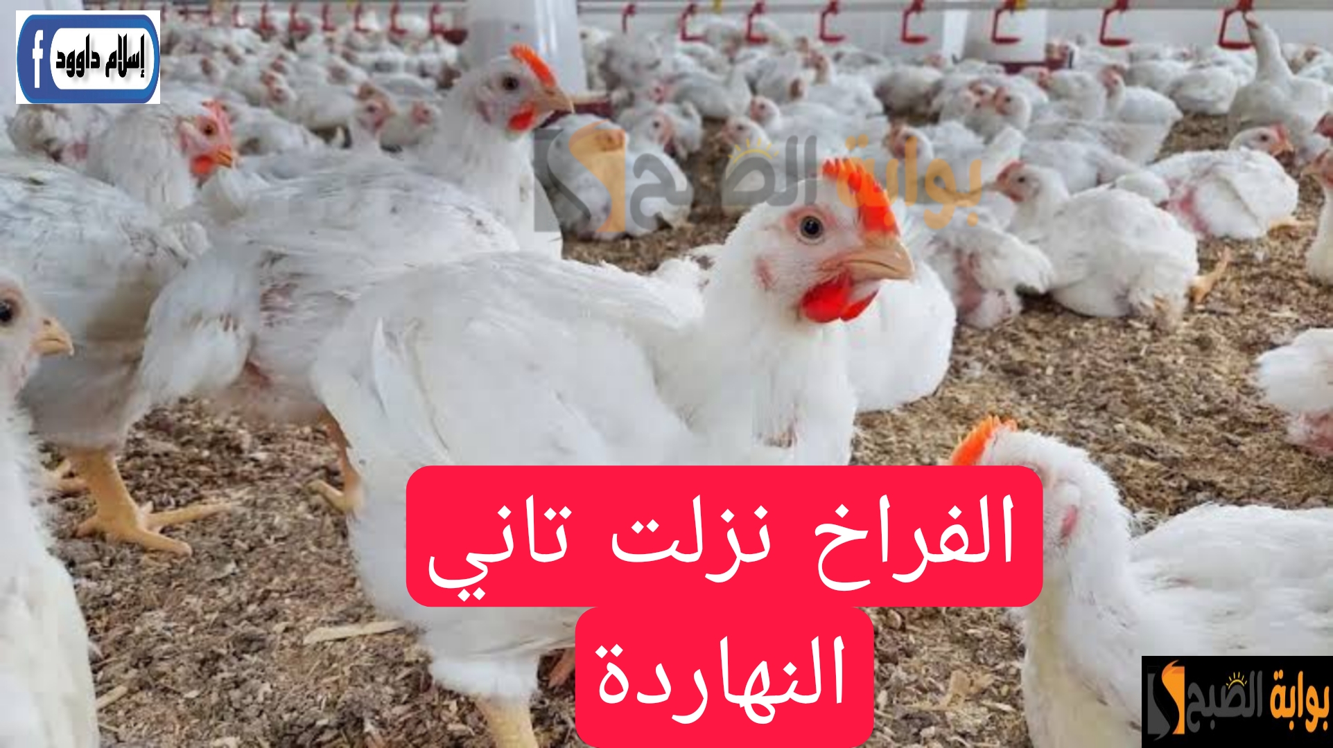 الفراخ نزلت تاني النهاردة.. تعرف على اسعار الفراخ اليوم الأربعاء 15 مايو 2024 5 الفراخ نزلت تاني النهاردة.. تعرف على اسعار الفراخ اليوم الأربعاء 15 مايو 2024