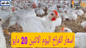 الفراخ بكام النهارده.. تعرف على اسعار بورصة الدواجن اليوم 20 مايو 2024