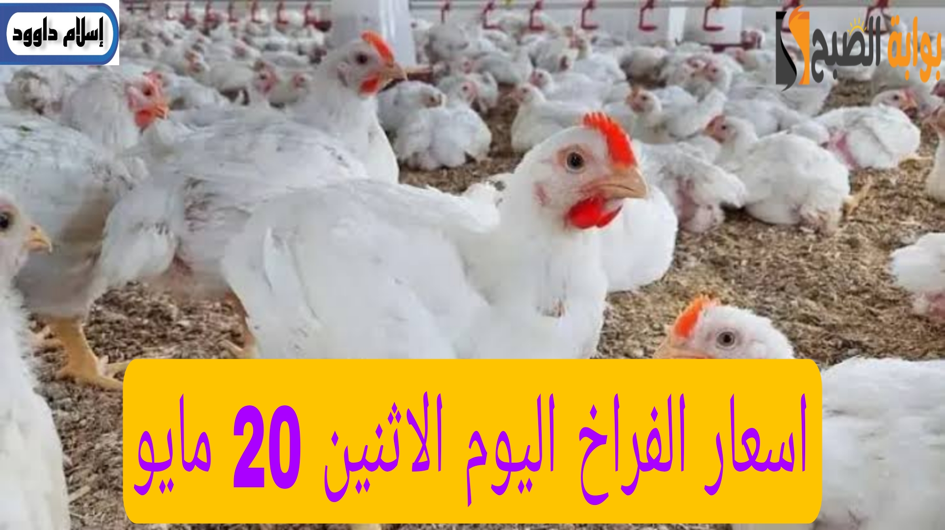 الفراخ بكام النهارده.. تعرف على اسعار بورصة الدواجن اليوم 20 مايو 2024 5 الفراخ بكام النهارده.. تعرف على اسعار بورصة الدواجن اليوم 20 مايو 2024