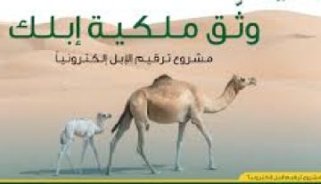 خطوات التقديم لخدمة ترقيم الإبل بالمملكة وموعد انتهاء المهلة المحددة للتسجيل
