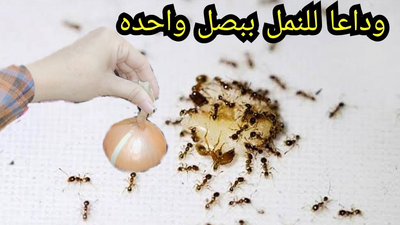 بصلة ومسمار للتخلص من النمل والحشرات المزعجة المنزلية اختراع جديد مخطرش على بالك قبل كده 5 بصلة ومسمار للتخلص من النمل والحشرات المزعجة المنزلية اختراع جديد مخطرش على بالك قبل كده