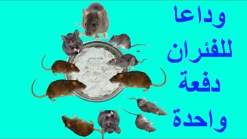 بدون مبيدات حشرية.. طريقة التخلص من الفئران نهائيا بدون رجوعه مرة أخرى هتختفي من بيتك تماماً