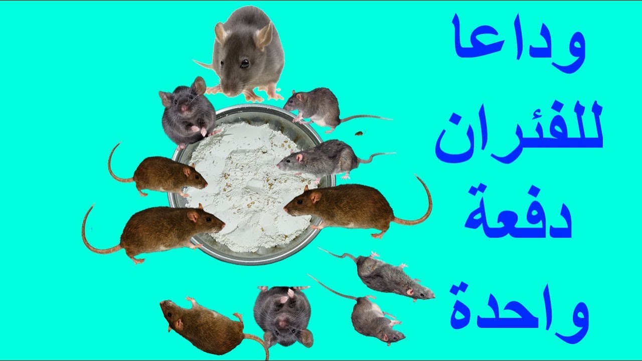 بدون مبيدات حشرية.. طريقة التخلص من الفئران نهائيا بدون رجوعه مرة أخرى هتختفي من بيتك تماماً 5 بدون مبيدات حشرية.. طريقة التخلص من الفئران نهائيا بدون رجوعه مرة أخرى هتختفي من بيتك تماماً