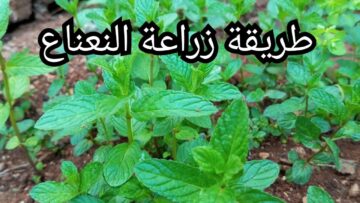 رائحته جذابة ومميزة هتعطر بيتك .. اعرفي طريقة زراعة النعناع في البلكونة بكل سهولة