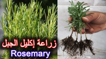 طريقة زراعة الروزماري أو إكليل الجبل في البيت من بكل احترافية وبأقل التكاليف وفري فلوسك ومتشترهوش من العطار تاني