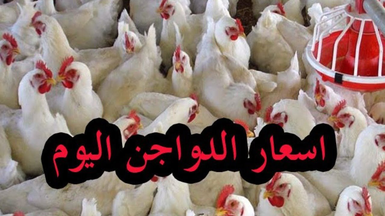 أسعار بورصة الدواجن اليوم الجمعة 17/5/2024 والكتاكيت في تعاملات الأسواق المصرية 2 أسعار بورصة الدواجن اليوم الجمعة 17/5/2024 والكتاكيت في تعاملات الأسواق المصرية