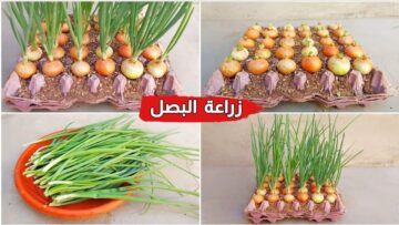 مش هتشتري البصل تاني.. فكرة جهنمية لزراعة البصل من بصلة واحدة بأقل التكاليف وفري وازرعيه في بيتك
